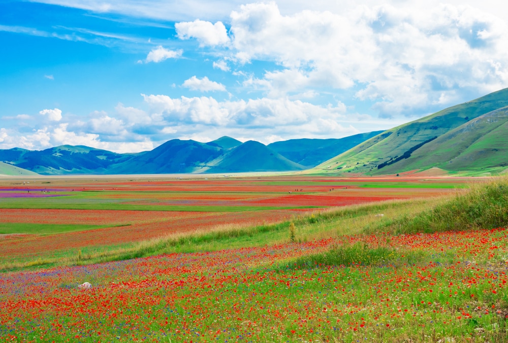 Castelluccio,Di,Norcia,,2018,(umbria,,Italy),-,The,Famous,Landscape